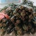 大量出售香椿芽咸菜，常年供货寻全国各地批发商，代理商