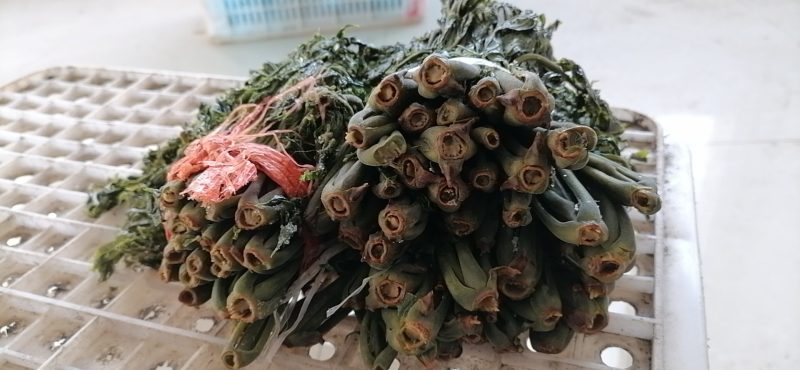 大量出售香椿芽咸菜，常年供货寻全国各地批发商，代理商