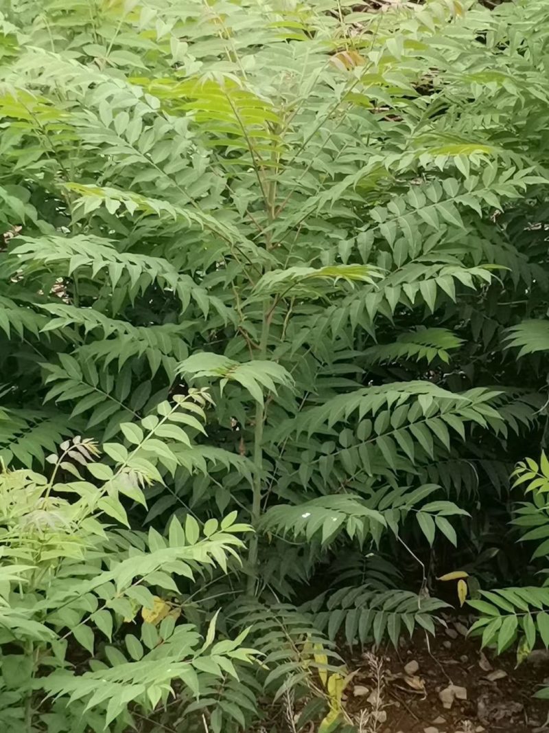 大量出售香椿芽咸菜，常年供货寻全国各地批发商，代理商
