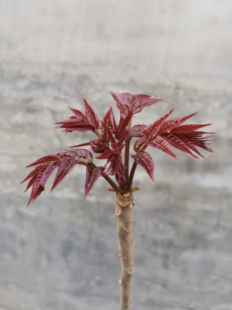 香椿芽咸菜，头芽香椿咸菜，2芽香椿咸菜常年供货