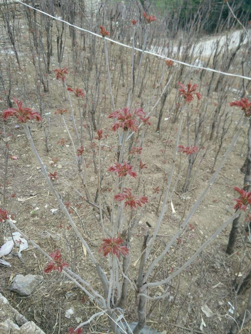 香椿芽咸菜，头芽香椿咸菜，2芽香椿咸菜常年供货