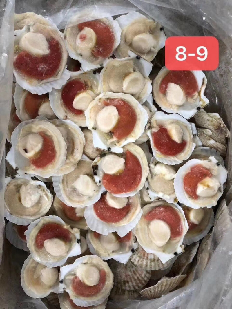 半壳扇贝原装原汁化冻即用夏夷贝餐饮烧烤食材肥美贝类