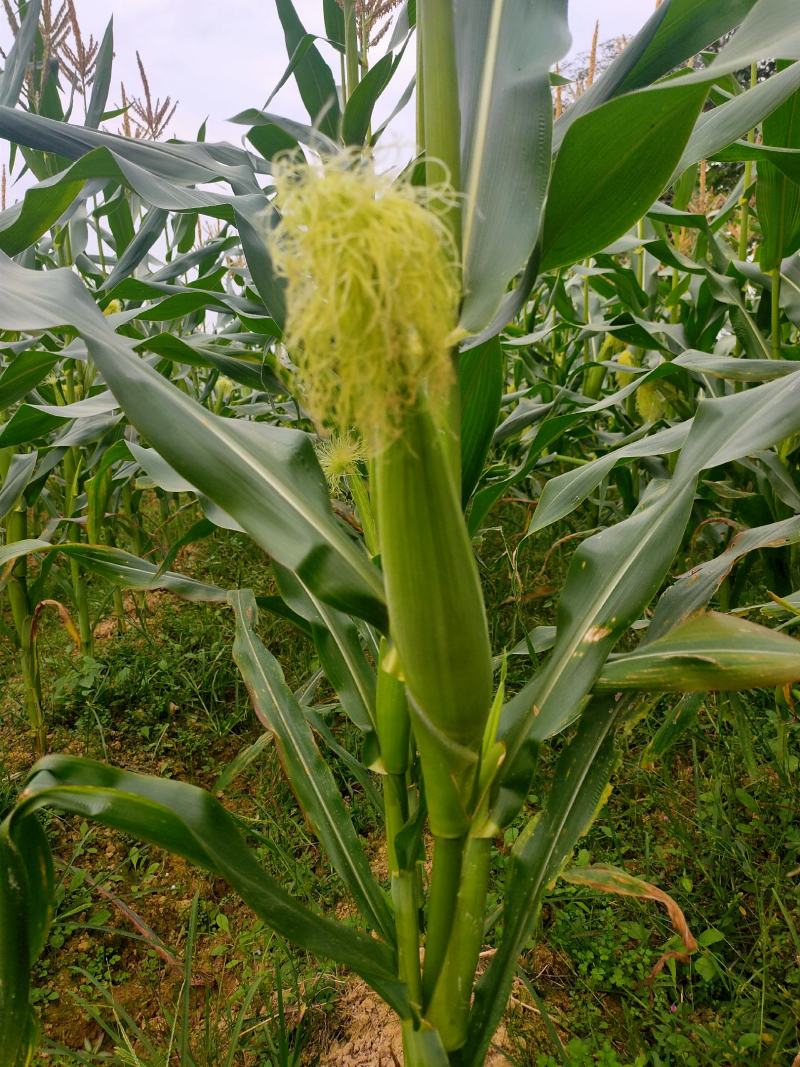 白色甜糯玉米口感好天甜糯70-80亩地