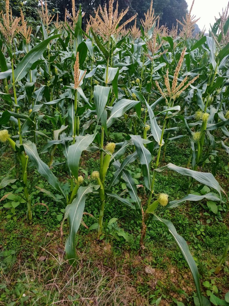 白色甜糯玉米口感好天甜糯70-80亩地