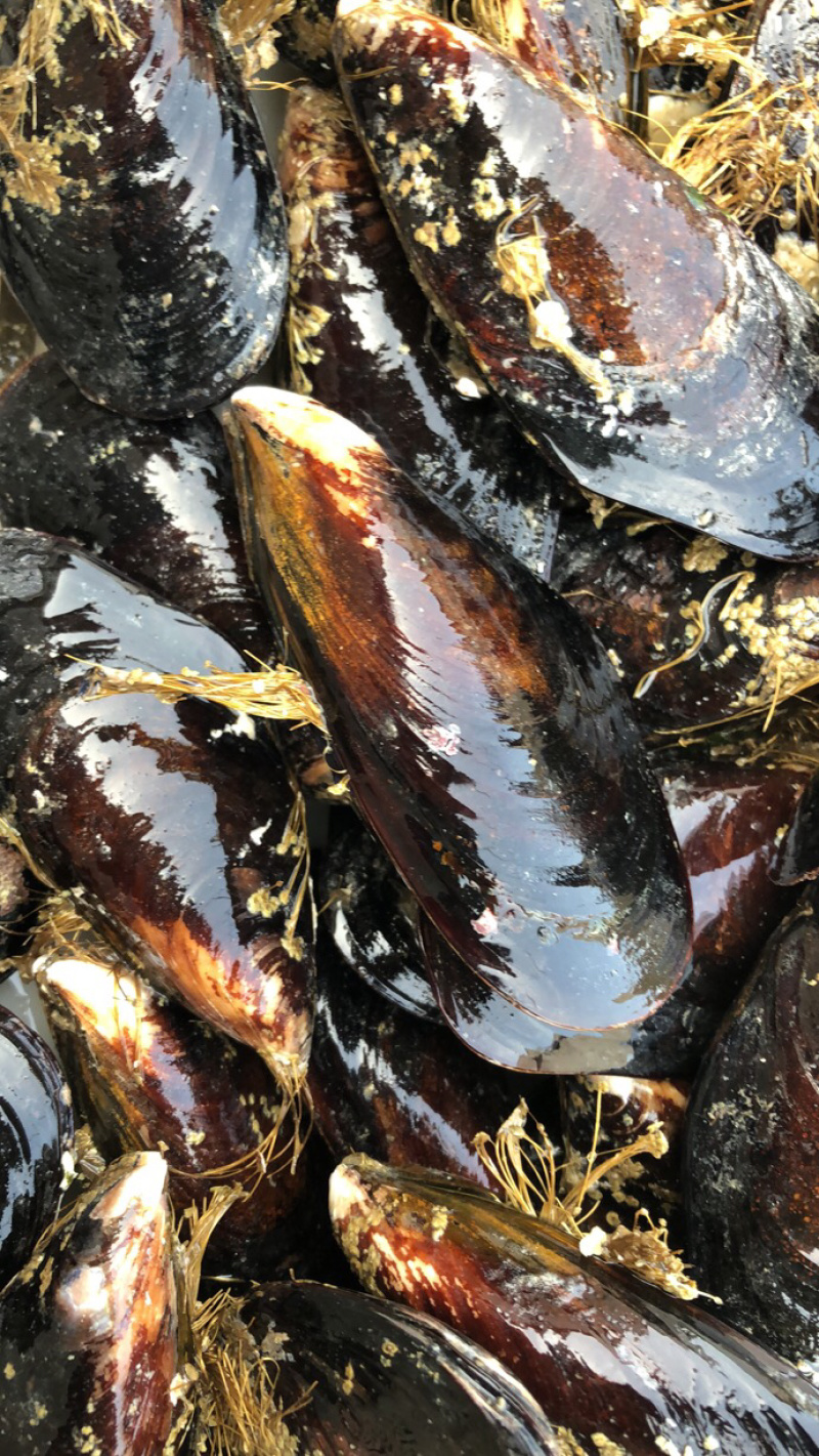 现捕捞鲜活青口贝海虹淡菜海中的鸡蛋烧烤食材贻贝