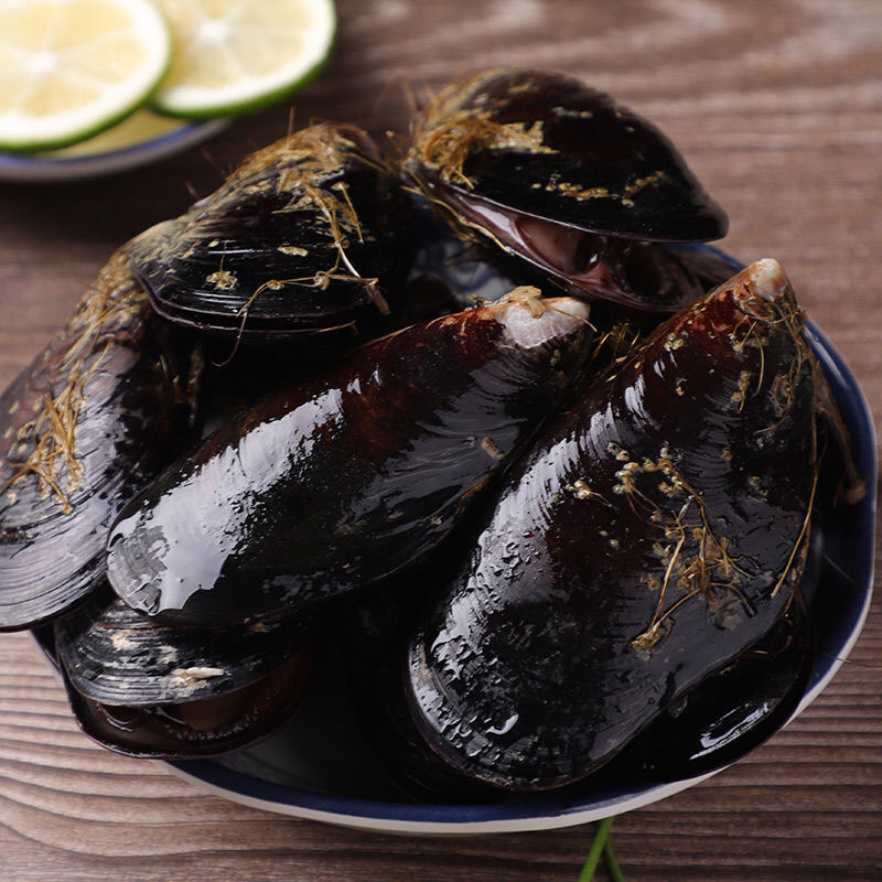 现捕捞鲜活青口贝海虹淡菜海中的鸡蛋烧烤食材贻贝