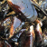 现捕捞鲜活青口贝海虹淡菜海中的鸡蛋烧烤食材贻贝