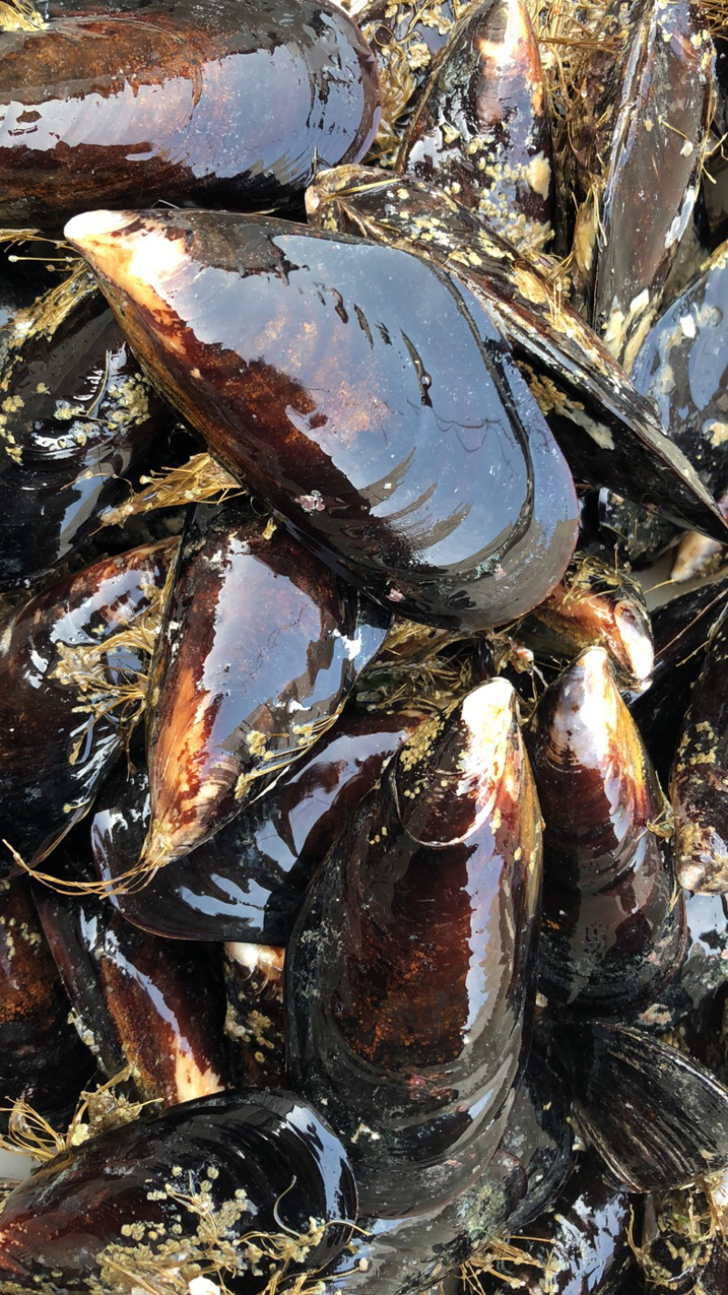 现捕捞鲜活青口贝海虹淡菜海中的鸡蛋烧烤食材贻贝