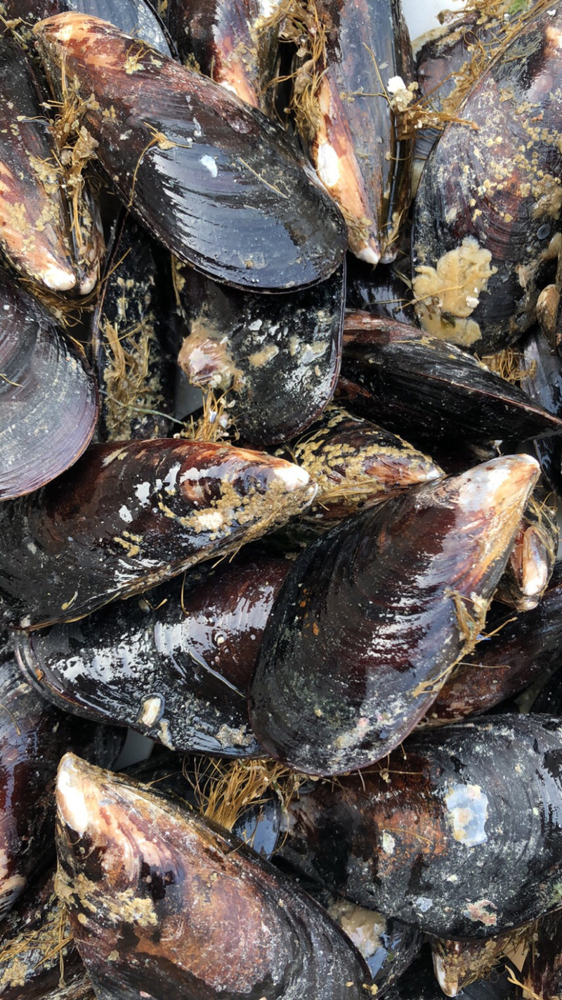 现捕捞鲜活青口贝海虹淡菜海中的鸡蛋烧烤食材贻贝