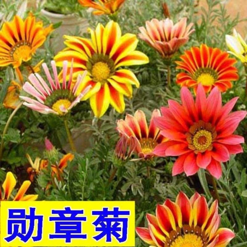 勋章菊种子混色勋章花籽盆栽花海多年生观花种子宿根矮小花卉