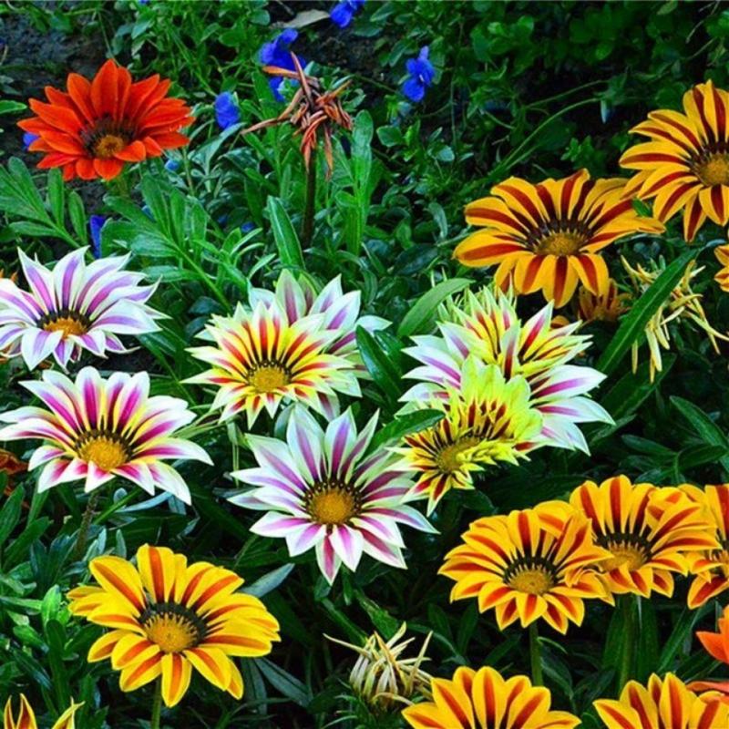 勋章菊种子混色勋章花籽盆栽花海多年生观花种子宿根矮小花卉