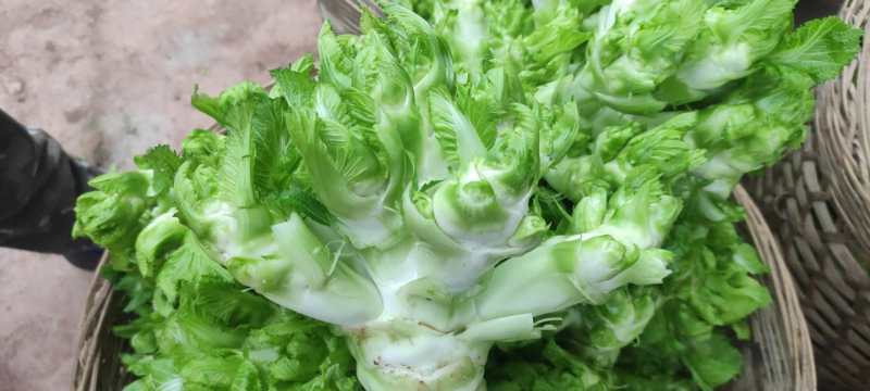 儿菜，四川儿菜，产区直发，整车装货发车，新鲜蔬菜