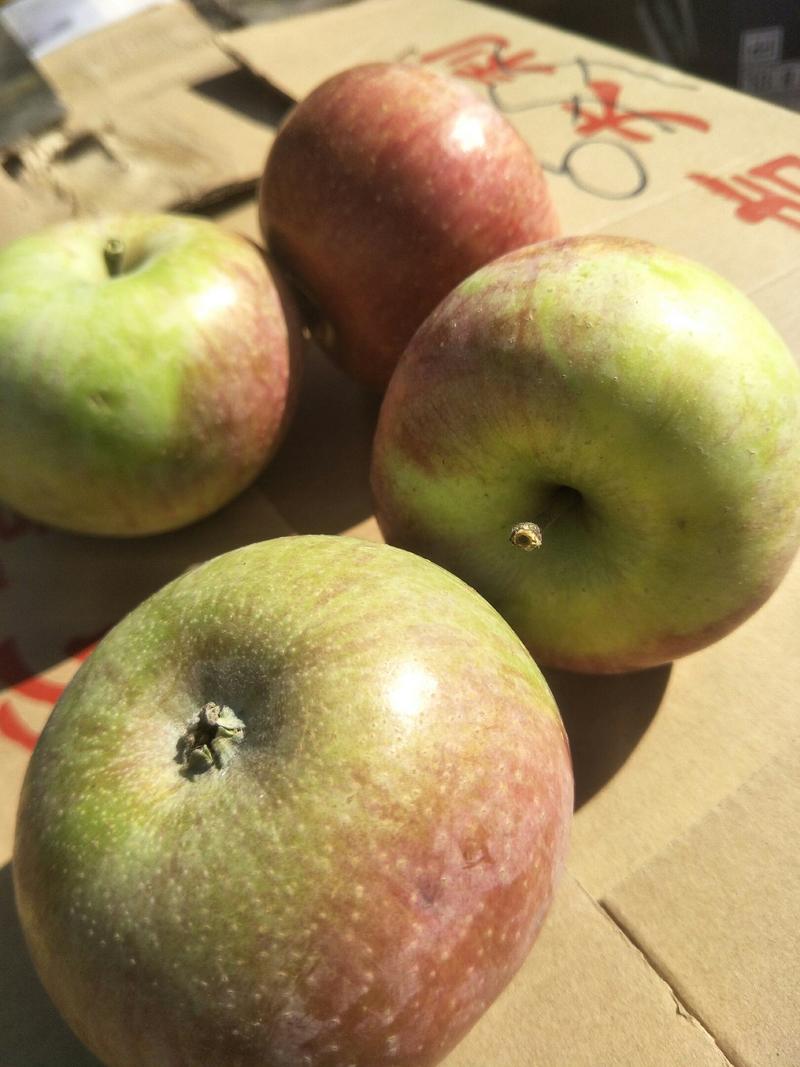 国光苹果青龙大山里的苹果口味正好保存