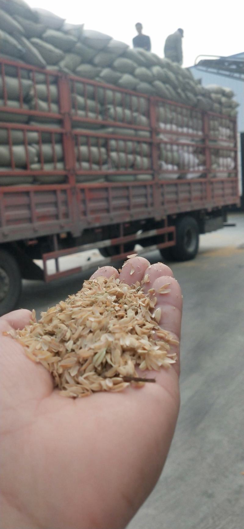 大量供应稻壳普通稻壳量大从优