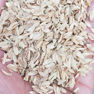 大量供应稻壳普通稻壳量大从优