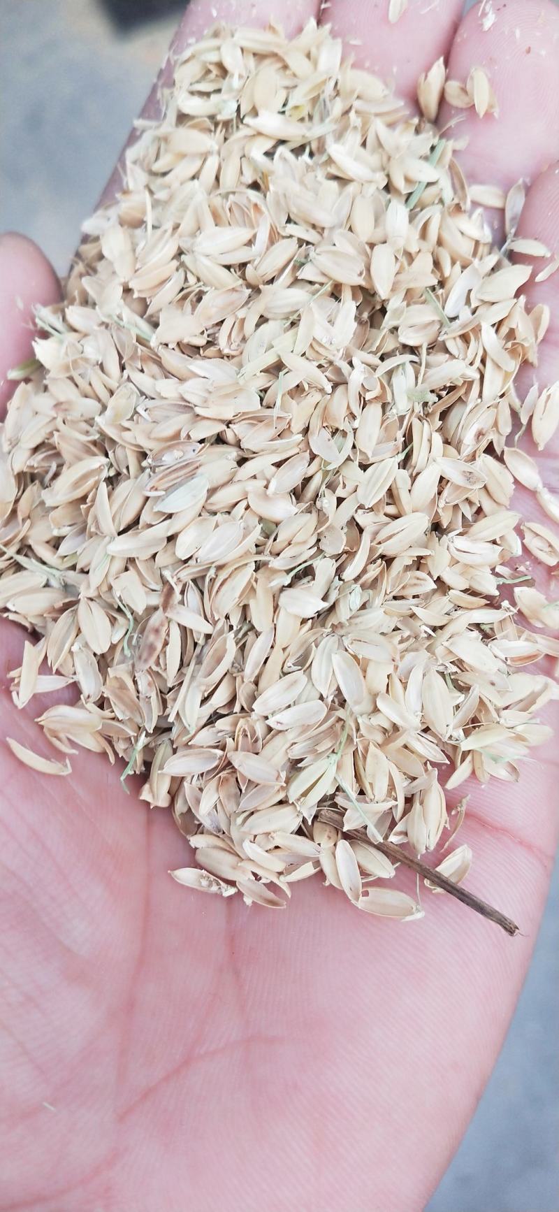 大量供应稻壳普通稻壳量大从优