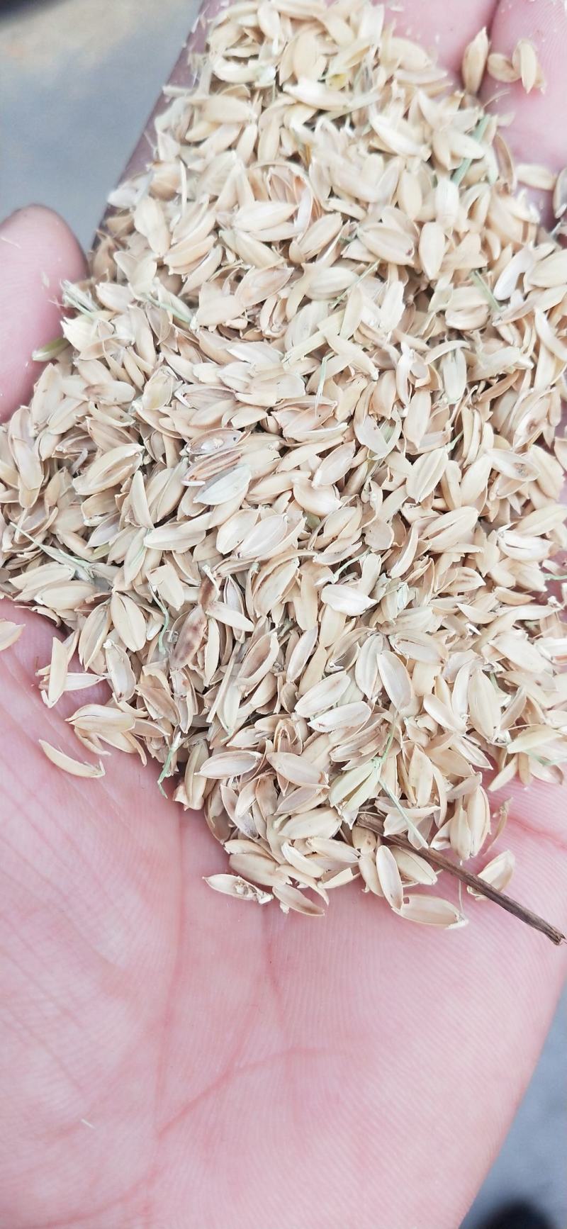 大量供应稻壳普通稻壳量大从优