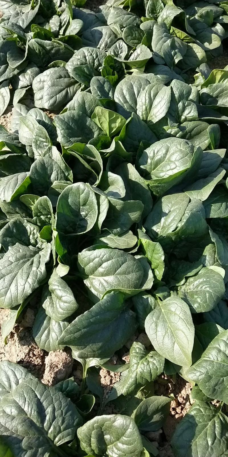 地趴菠菜散装精品菠菜代发全国支持各种包装电商