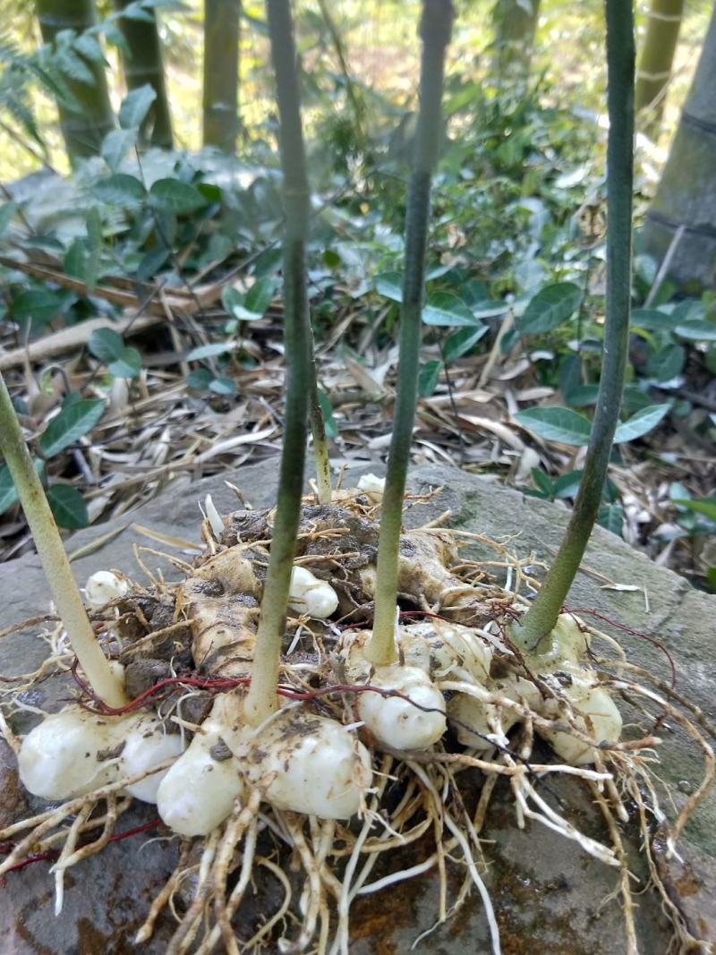 九华多花甜黄精，鲜货，带牙头。