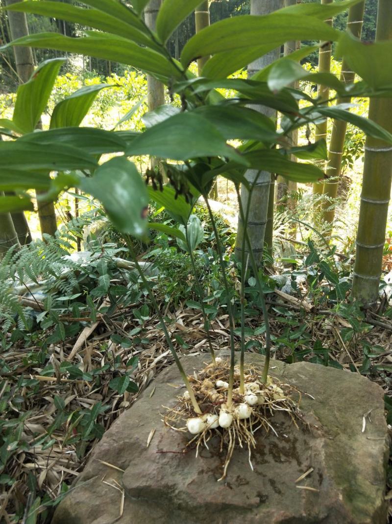 九华多花甜黄精，鲜货，带牙头。