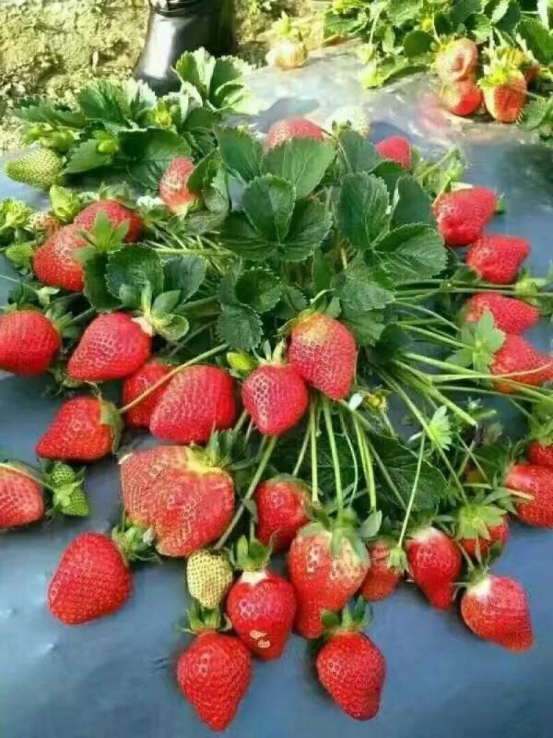 章姬草莓苗四季草莓苗盆栽带土南北方种植当年结果