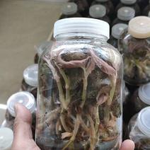 福建南靖金线莲种苗一棵就是一瓶，免费提供种植技术