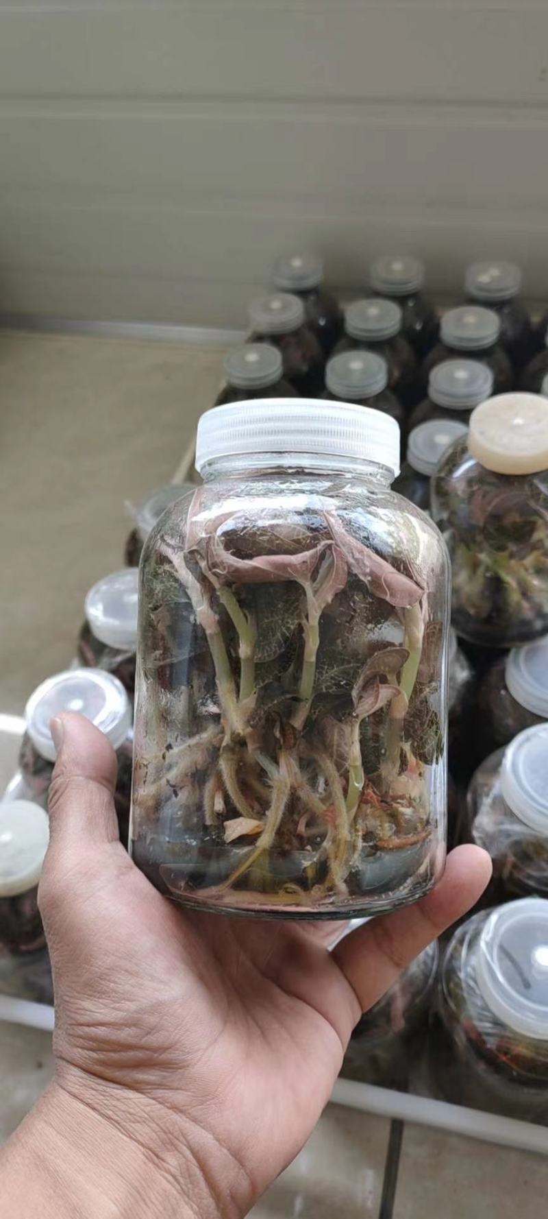 福建南靖金线莲种苗一棵就是一瓶，免费提供种植技术