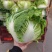 大白菜，河南焦作秦白二号大量供应，基地直供，一手货源