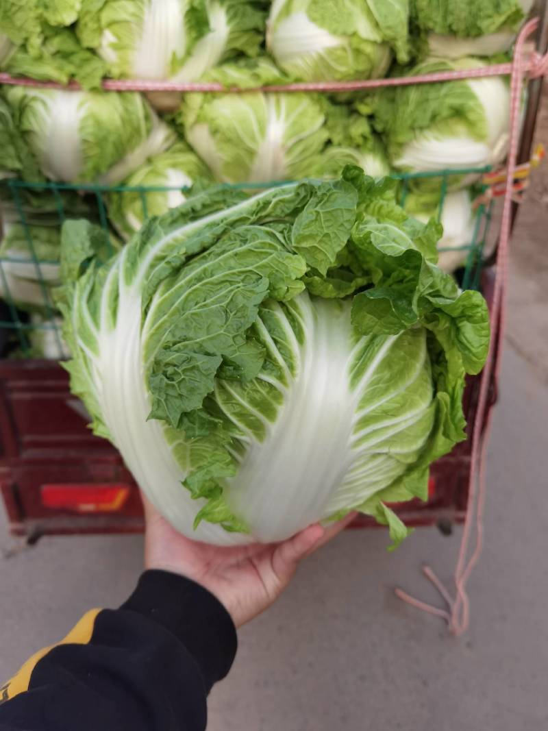 大白菜，河南焦作秦白二号大量供应，基地直供，一手货源