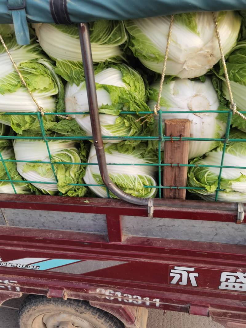 大白菜，河南焦作秦白二号大量供应，基地直供，一手货源