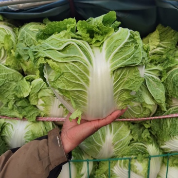 大白菜，河南焦作秦白二号大量供应，基地直供，一手货源