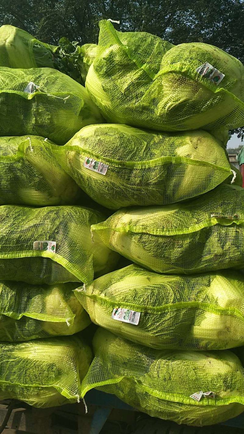 大白菜秦杂2号，精品大白菜不烧心全国供应