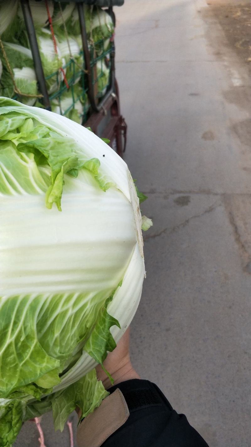 大白菜秦杂2号，精品大白菜不烧心全国供应