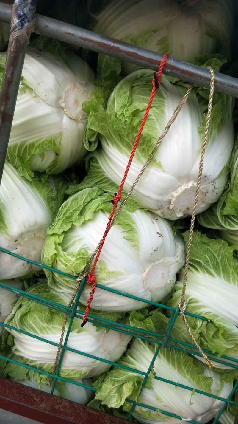 大白菜秦杂2号，精品大白菜不烧心全国供应