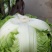 大白菜秦杂2号，精品大白菜不烧心全国供应