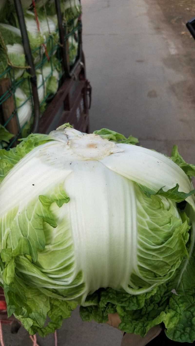 大白菜秦杂2号，精品大白菜不烧心全国供应