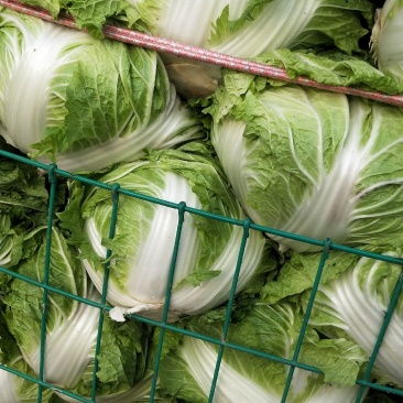 大白菜秦杂2号，精品大白菜不烧心全国供应