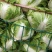 大白菜秦杂2号，精品大白菜不烧心全国供应
