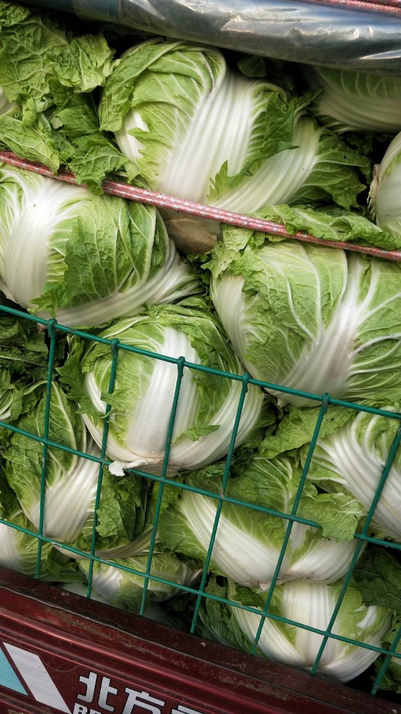 大白菜秦杂2号，精品大白菜不烧心全国供应