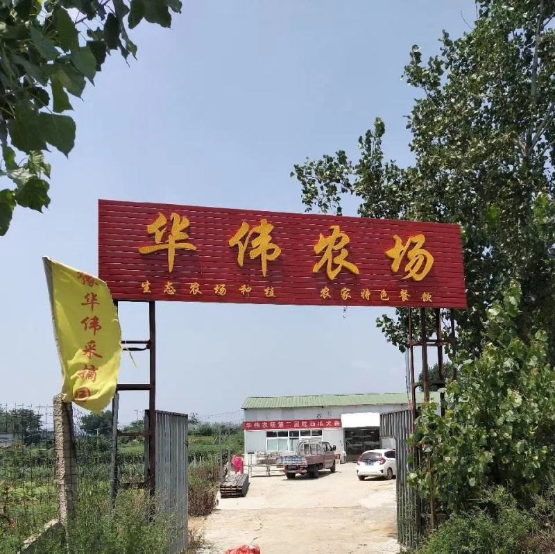 3年速生楸树美丽销售欢迎前来订购