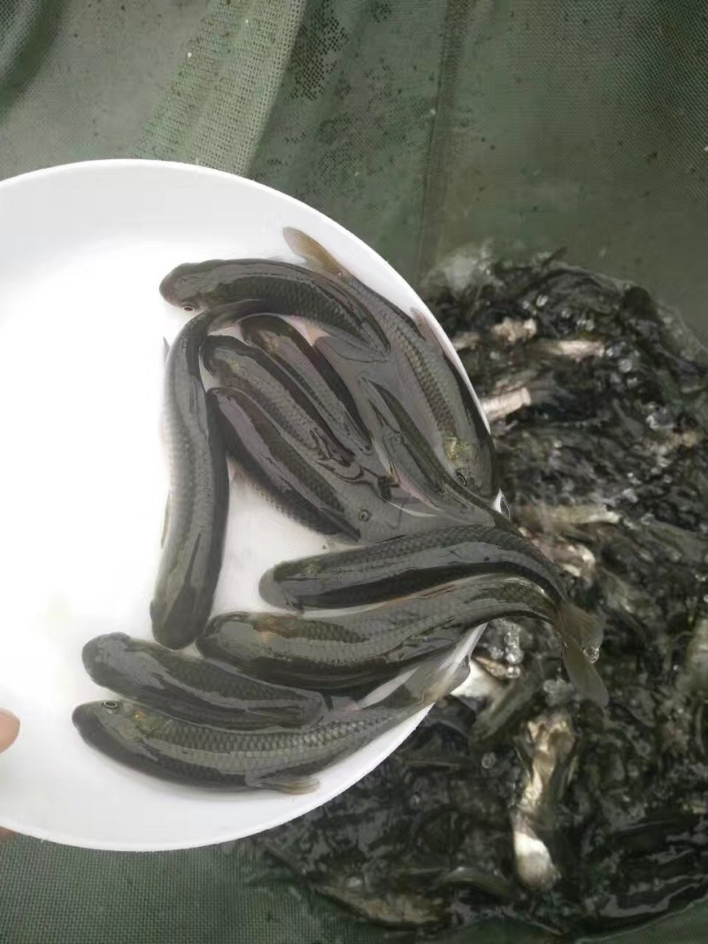 草鱼苗，洪湖本地土塘养殖苗，抗病毒强，适应性强！