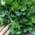 精品香菜,本地香菜,无黄叶,大叶小叶香菜。
