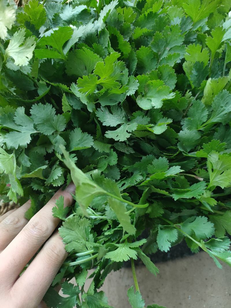 精品香菜，本地香菜，无黄叶，大叶小叶香菜。