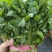 精品香菜,本地香菜,无黄叶,大叶小叶香菜。
