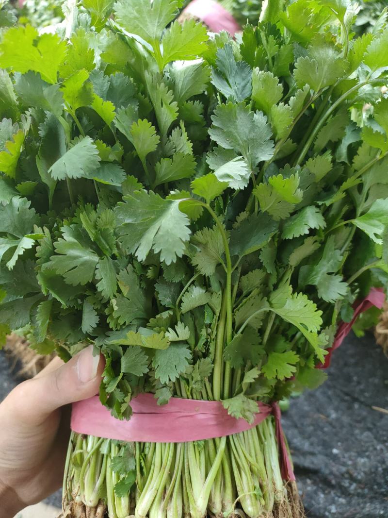 精品香菜，本地香菜，无黄叶，大叶小叶香菜。