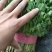 精品香菜,本地香菜,无黄叶,大叶小叶香菜。