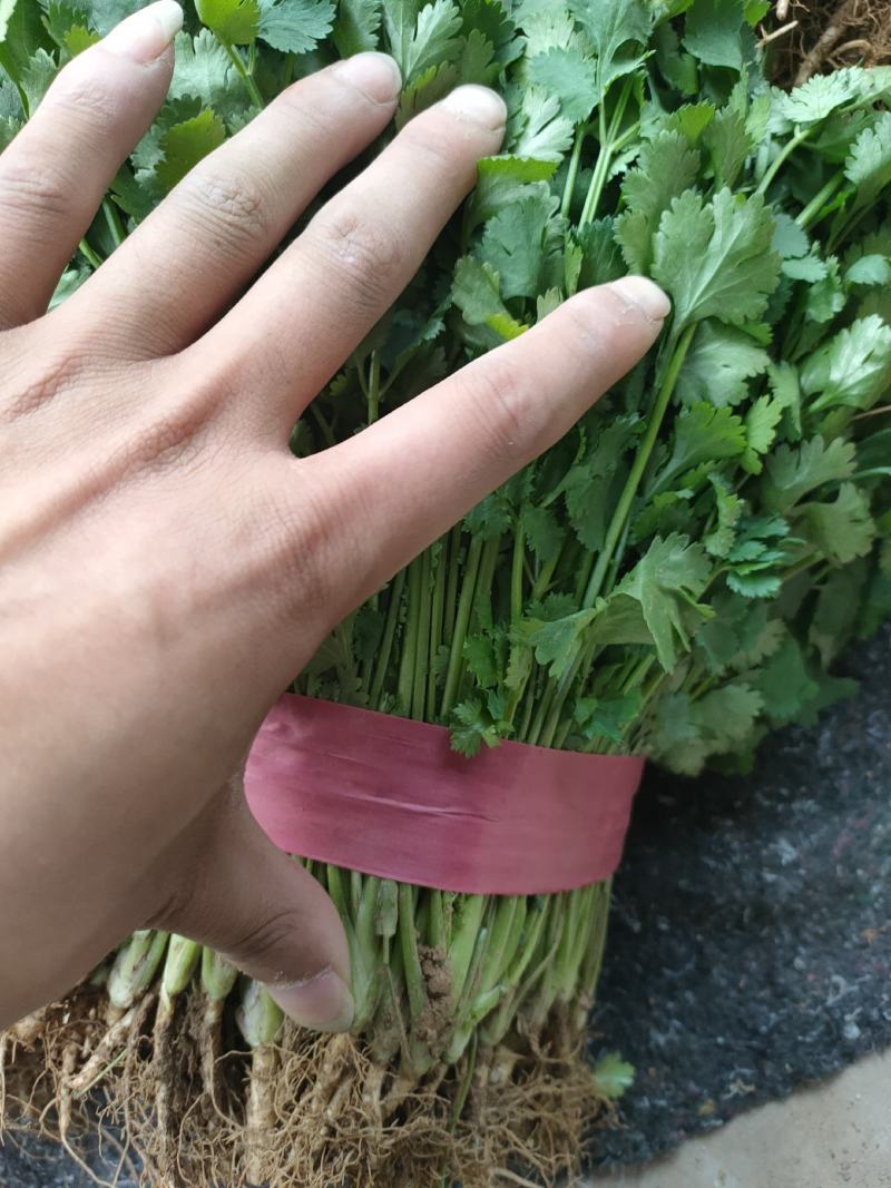 精品香菜，本地香菜，无黄叶，大叶小叶香菜。