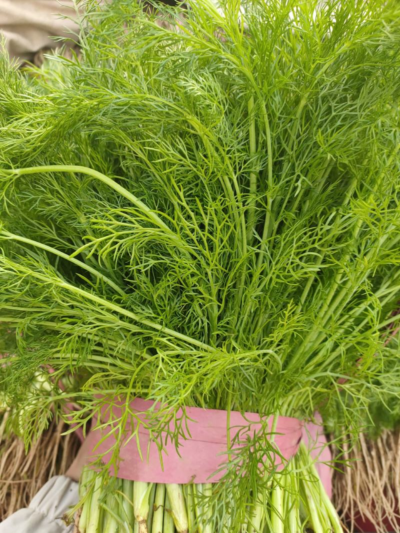 精品茴香，本地优质茴香，各种规格品类都有，