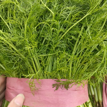 精品茴香，本地优质茴香，各种规格品类都有，