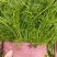精品茴香，本地优质茴香，各种规格品类都有，